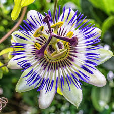 Passiflore Caerulea In 2020 Passiflora Caerulea Passion Flower Blue Passion Flower