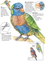 Rainbow Lorikeet Birds Birds Bird Unit Study Parrot Facts