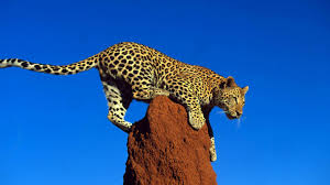 Leopard Lautlose Jager Wwf Schweiz