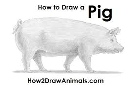 Learn to draw this pig in 12 easy detail steps. How To Draw A Pig