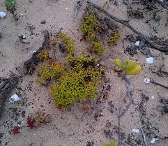 Image result for Crassula maputensis