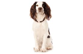 Find the perfect puppy for you! English Springer Spaniel Puppies For Sale In Atlanta Georgia Adoptapet Com