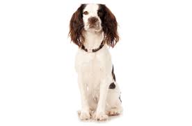 Check spelling or type a new query. English Springer Spaniel Puppies For Sale In California Adoptapet Com