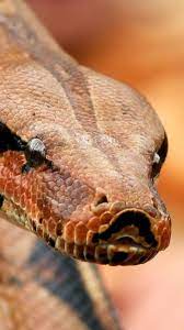 Download Wallpaper 1080x1920 Boa Snake Eyes Venomous Sony Xperia Z1 Zl Z Samsung Galaxy S4 Htc One Hd Background Vilda Djur Djur Orm