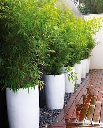 With these 26 bamboo fencing ideas we'll gladly show you some beautiful examples and possibilities. 20 Bamboo In Pots Which You Can Make Decoration Inside Or Outside The House Backyard Garden Diy Bamboo Garden Bamboo Planter