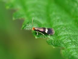 Image result for Stigmella freyella