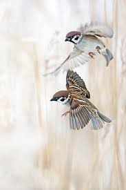 Small Brown Bird With No Tail Feathers Pin Van Pavel Guglava Op F L Y L I T T L E B I R D Vogels Tekenen Dieren En Huisdieren Dieren Schilderen