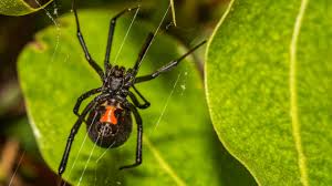 They can help you with ant, bedbug, cockroach and other infestations, and there's no need to call out pest control. Insect Identification Identify Florida Insects Florida Hikes