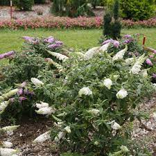 Pugster White Butterfly Bush Buddleia X Butterfly Bush Plants White Butterfly
