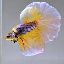 Live Betta Fish Light Lavender Mustard Gas Dc9 Male Pez Betta Betta