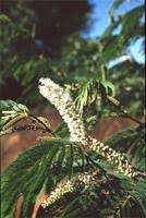 Image result for Acacia ataxacantha