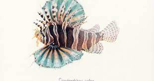 nagashimayusei watercolor fish drawn fish lion fish