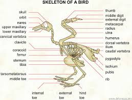 One method of removing the bones of a chicken leg is to first separate the legs from the hip bone. Chicken Bones Anatomy