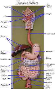 Unstructured mesh the resulting geometrical model of the torso was used to create an unstructured tetrahedral mesh. Abdo Anatomy Human Digestive System Medical Anatomy Digestive System Model
