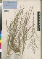 Image result for Eragrostis rotifer