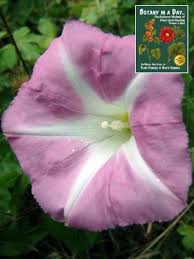 Image result for Convolvulaceae