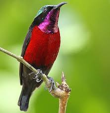 Maybe you would like to learn more about one of these? Harga Burung Kolibri Semua Jenis Terbaru Lengkap