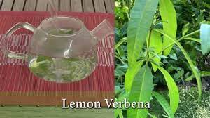 Its latin name is aloysia citrodora; Images Of Lemon Verbena Alousia Trifolia Lemon Verbena Or Lemon Beebrush Verbenaceae Drawing Flowers Of Lemon Verbena Aloysia Citrodora Animacje Moje