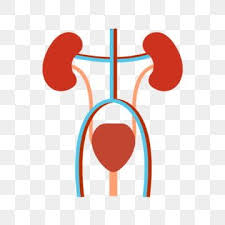 Sistem Ekskresi Ikon Multi Warna Datar Ekskretoris Sistem Ekskresi Paru Paru Png Dan Vektor Dengan Latar Belakang Transparan Untuk Unduh Gratis Ilustrasi Bisnis Ilustrasi Vektor Paru Paru