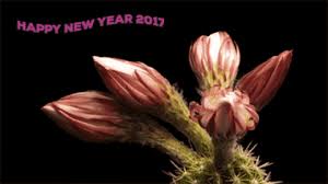 2 animated gif flowers blooming pink red white yellow in one image. Best Blooming Flowers Gif Gifs Gfycat