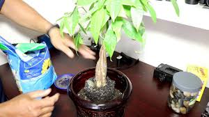 Maybe you would like to learn more about one of these? My Money Tree Plant Re Potting Pruning And Transplant Youtube