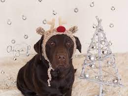 Download Crochet Pattern 039 Large Dog Reindeer Hat Christmas Hat For Dogs Pdf Tutorial Christmas Animals Dog Hat Pet Holiday