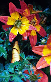 Image result for Bidens kirkii