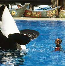 I trained killer whales at SeaWorld for 12 years. Here's why I quit. | Vox