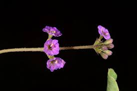 Image result for Commicarpus