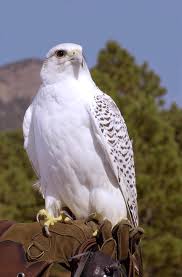 See full list on learnbirdwatching.com The Third Fastest Bird In The World Gyrfalcons Steemit
