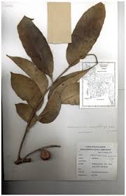 Image result for Aphanamixis