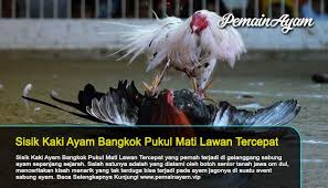 Pin Di Sabung Ayam
