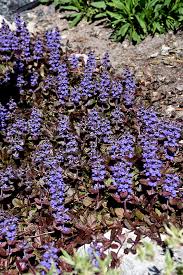 Image result for Ajuga