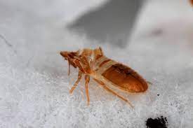 A systematic and integrated process for bed bug treatment phoenix az allows us to resolve these problems for you. Signs Of A Bed Bug Infestation In Scottsdale