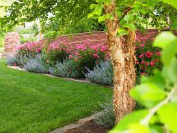 Check spelling or type a new query. Sue S Gardens In Arkansas One Year Later Finegardening Front Yard Landscaping Knockout Roses Outdoor Gardens