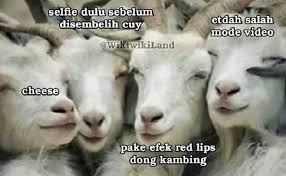 Lucu lucu lucu dan kocak jangan lupa like dan subscrebe. 10 Meme Tingkah Lucu Kambing Kurban Saat Mau Dipotong Kambing Lucu Meme