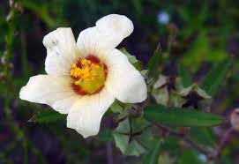 Image result for Sida rhombifolia