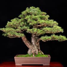 And second, junipers are hardy trees that can withstand aggressive. Bonsai Gardens Guide Hgtv