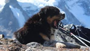 The peak standing majestically in the center of some highest peaks of the himalaya like makalu, lhotse and nupse offers a rewarding climbing experience. Mera The First Canine To Ascent A 7 000 Meter Baruntse Peak Myrepublica The New York Times Partner Latest News Of Nepal In English Latest News Articles