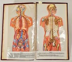 768 x 768 jpeg 88 кб. Other Medical Anatomical
