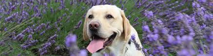 At sunriver veterinary clinic, our holistic care offerings include acupuncture and herbal medicine. Holistic Pet Care Doylestown Veterinary Hospital