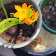 Image result for Ornithogalum pulchrum