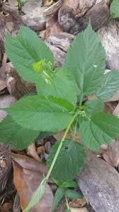 Image result for Tragia brevipes-benthamii-okanyu