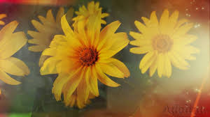 Zum Traumen Und Entspannen Im Blumenparadies Paradies Blumen Wunderschon