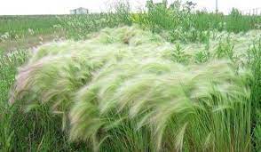 Foxtail Grass And How It Can Kill Your Dog