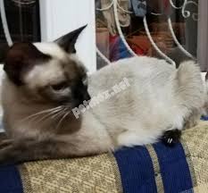 evcil kedi ilanlari panosundaki pin