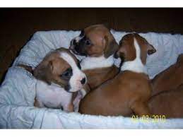New puppy gift pack, free delivery to north bend wa. Boxer Puppies In Washington