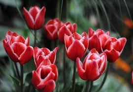 Dziś juz czytam, piszę i rachuję. Zyczenia Na Dzien Taty 2021 Cieple Wierszyki Dla Taty Oryginalne Krotkie Zyczenia Dla Taty Pamietaj O Dniu Ojca 18 06 21 Expressilustrowany Pl