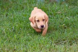 Lancaster puppies has toy poodles for sale now! Texas Labrador Puppies For Sale Yellow Black Chocolate Puppy