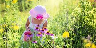 You can use these essential oils in. Essential Oils For Pest Control Dr Neal Smoller Holistic Pharmacist